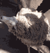 640 (5).gif